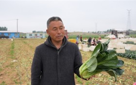 一肥六效，鲁花花生肽肥的化肥替代之路——在田间地头实地探访鲁花花生肽肥六大“超能力”